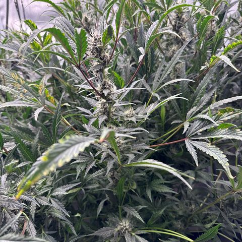 Exotic Cookies (Ethos Pluto Cut x Forum Cut Cookies) growlog timeline photo