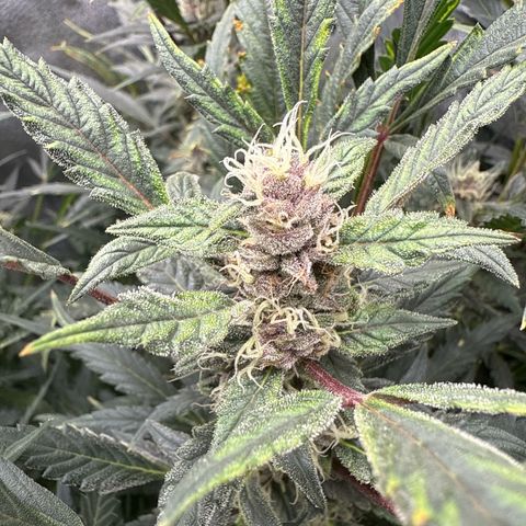 Exotic Cookies (Ethos Pluto Cut x Forum Cut Cookies) growlog timeline photo
