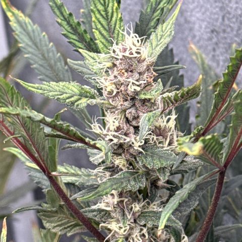 Exotic Cookies (Ethos Pluto Cut x Forum Cut Cookies) growlog timeline photo