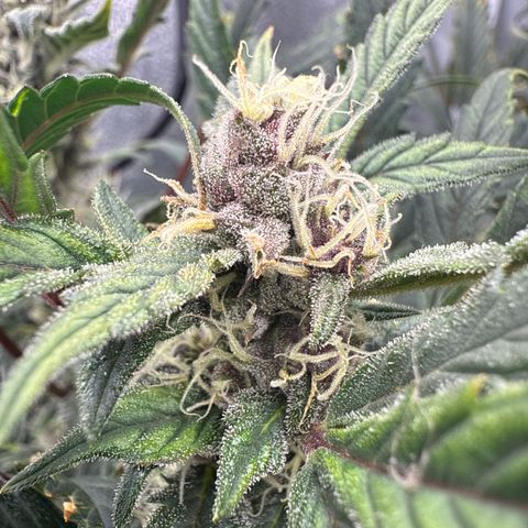 Exotic Cookies (Ethos Pluto Cut x Forum Cut Cookies) growlog timeline photo