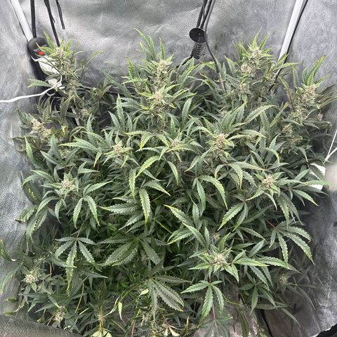 Exotic Cookies (Ethos Pluto Cut x Forum Cut Cookies) growlog timeline photo