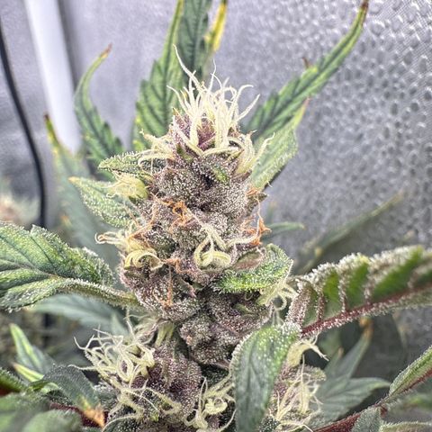 Exotic Cookies (Ethos Pluto Cut x Forum Cut Cookies) growlog timeline photo