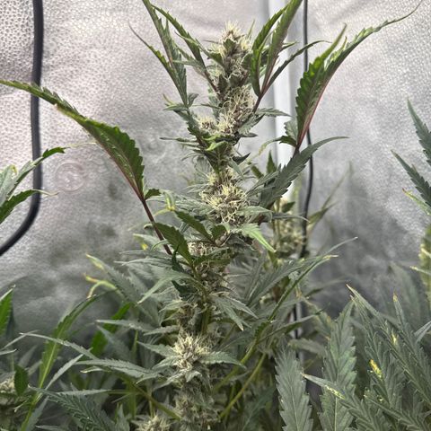 Exotic Cookies (Ethos Pluto Cut x Forum Cut Cookies) growlog timeline photo