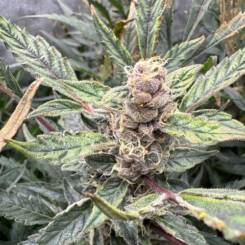 Exotic Cookies (Ethos Pluto Cut x Forum Cut Cookies) growlog timeline photo