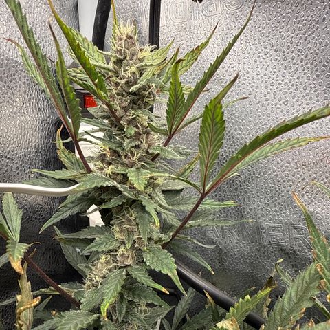 Exotic Cookies (Ethos Pluto Cut x Forum Cut Cookies) growlog timeline photo