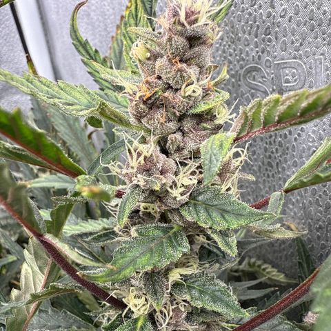 Exotic Cookies (Ethos Pluto Cut x Forum Cut Cookies) growlog timeline photo