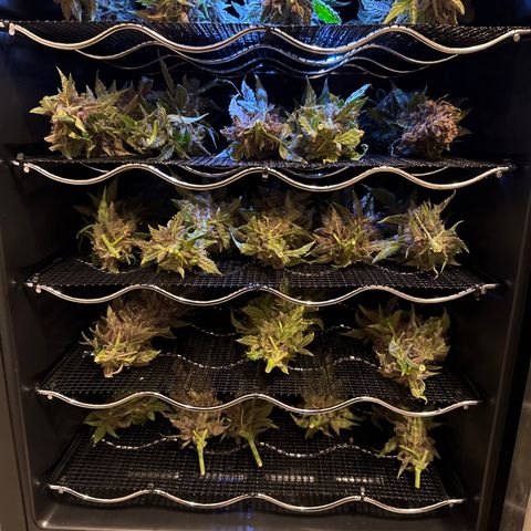 Exotic Cookies (Ethos Pluto Cut x Forum Cut Cookies) growlog timeline photo