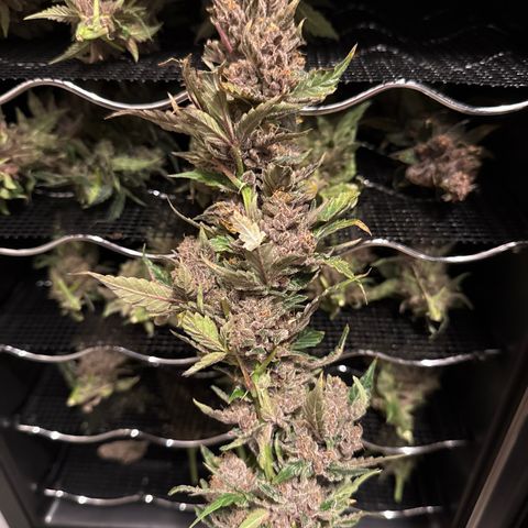 Exotic Cookies (Ethos Pluto Cut x Forum Cut Cookies) growlog timeline photo