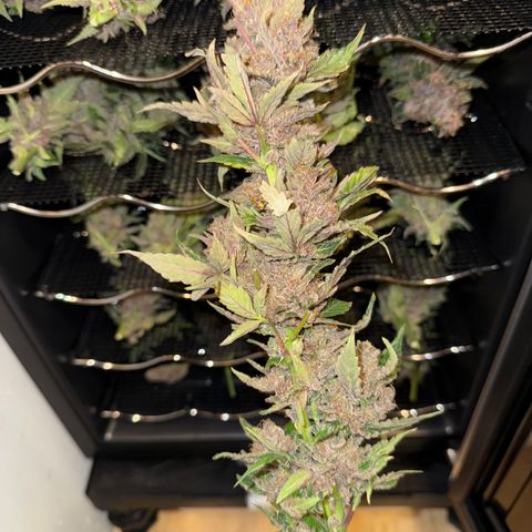 Exotic Cookies (Ethos Pluto Cut x Forum Cut Cookies) growlog timeline photo