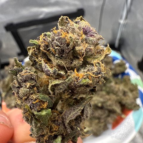 Exotic Cookies (Ethos Pluto Cut x Forum Cut Cookies) growlog timeline photo