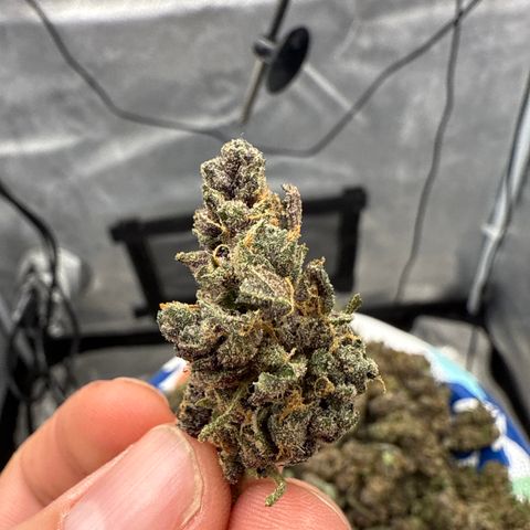 Exotic Cookies (Ethos Pluto Cut x Forum Cut Cookies) growlog timeline photo