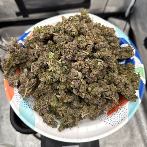 Exotic Cookies (Ethos Pluto Cut x Forum Cut Cookies) growlog timeline photo