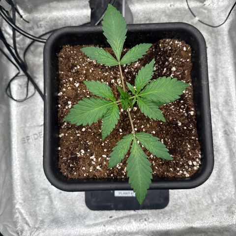 Strawberry Milk and Qookies Remix (Plant 1) growlog timeline photo