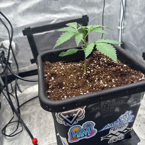 Strawberry Milk and Qookies Remix (Plant 1) growlog timeline photo