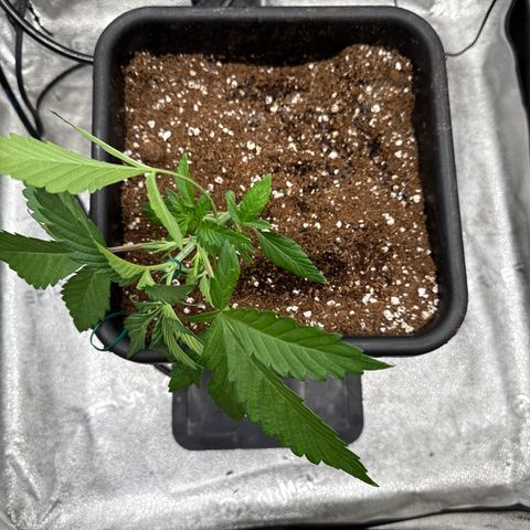 Strawberry Milk and Qookies Remix (Plant 1) growlog timeline photo