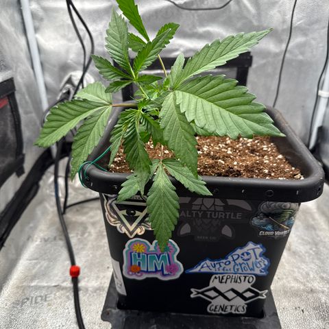 Strawberry Milk and Qookies Remix (Plant 1) growlog timeline photo