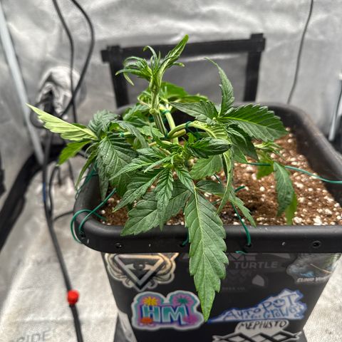 Strawberry Milk and Qookies Remix (Plant 1) growlog timeline photo