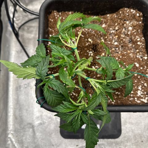 Strawberry Milk and Qookies Remix (Plant 1) growlog timeline photo