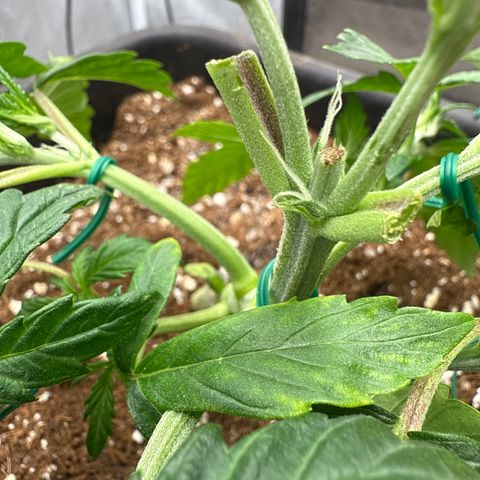 Strawberry Milk and Qookies Remix (Plant 1) growlog timeline photo