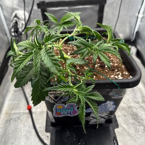 Strawberry Milk and Qookies Remix (Plant 1) growlog timeline photo