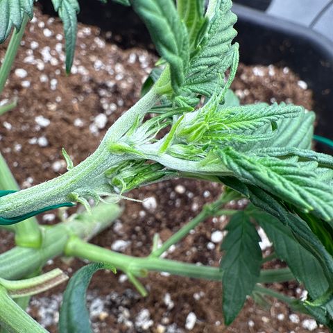 Strawberry Milk and Qookies Remix (Plant 1) growlog timeline photo