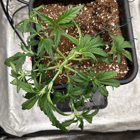 Strawberry Milk and Qookies Remix (Plant 1) growlog timeline photo