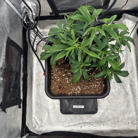 Strawberry Milk and Qookies Remix (Plant 1) growlog timeline photo