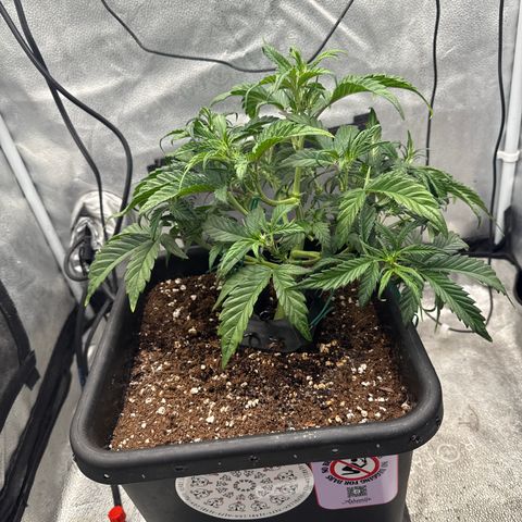 Strawberry Milk and Qookies Remix (Plant 1) growlog timeline photo