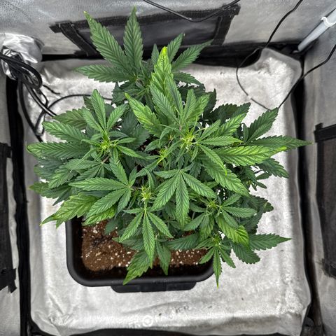 Strawberry Milk and Qookies Remix (Plant 1) growlog timeline photo