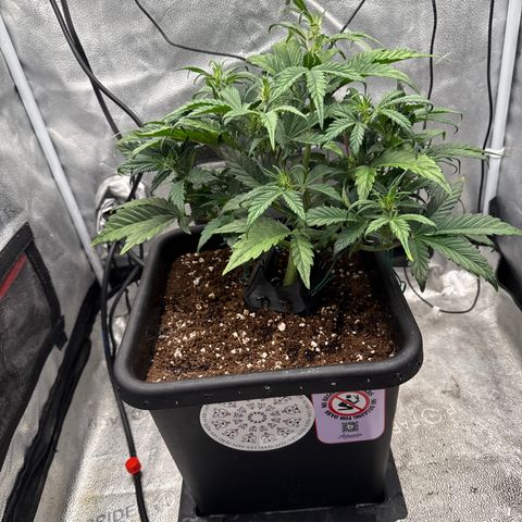 Strawberry Milk and Qookies Remix (Plant 1) growlog timeline photo