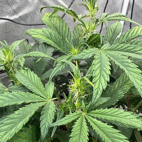 Strawberry Milk and Qookies Remix (Plant 1) growlog timeline photo