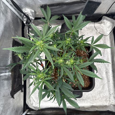 Strawberry Milk and Qookies Remix (Plant 1) growlog timeline photo