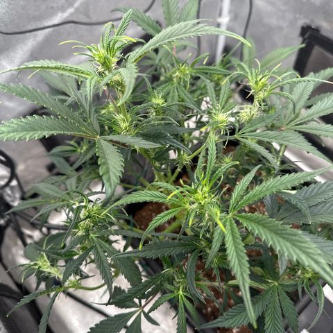 Strawberry Milk and Qookies Remix (Plant 1) growlog timeline photo