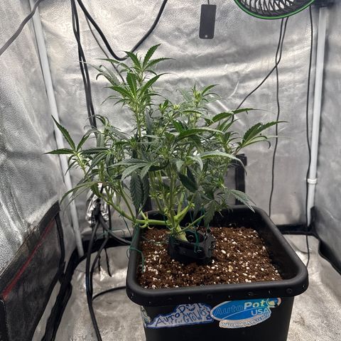 Strawberry Milk and Qookies Remix (Plant 1) growlog timeline photo