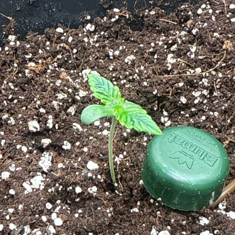 Mephisto Genetics - CBDank (Plant 2) growlog timeline photo