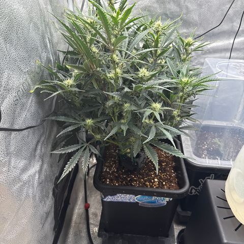 Strawberry Milk and Qookies Remix (Plant 1) growlog timeline photo