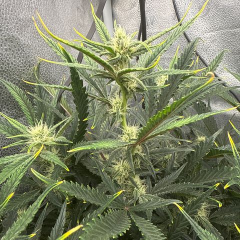 Strawberry Milk and Qookies Remix (Plant 1) growlog timeline photo