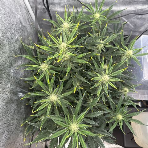 Strawberry Milk and Qookies Remix (Plant 1) growlog timeline photo