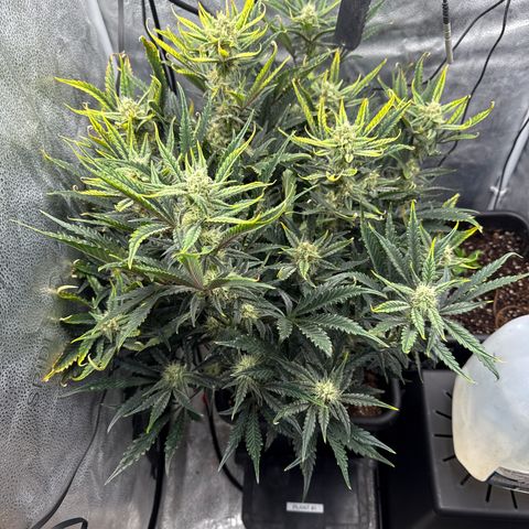 Strawberry Milk and Qookies Remix (Plant 1) growlog timeline photo