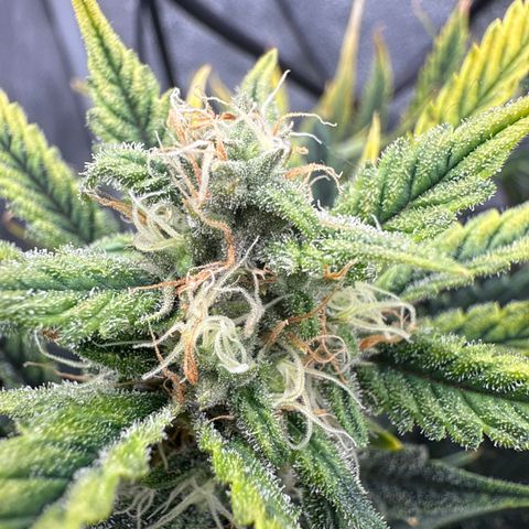 Strawberry Milk and Qookies Remix (Plant 1) growlog timeline photo