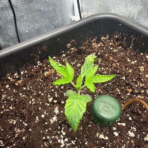 Mephisto Genetics - CBDank (Plant 2) growlog timeline photo
