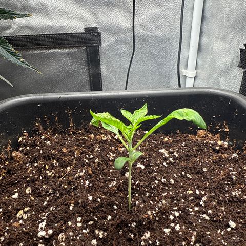 Mephisto Genetics - CBDank (Plant 2) growlog timeline photo