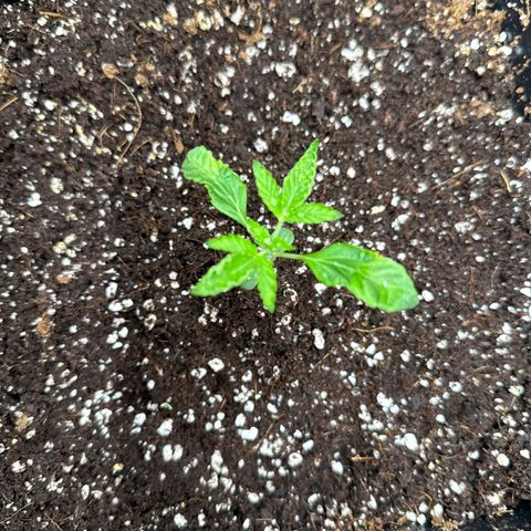 Mephisto Genetics - CBDank (Plant 2) growlog timeline photo