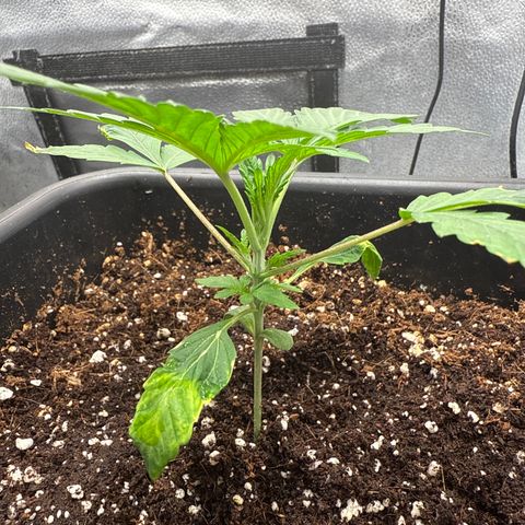 Mephisto Genetics - CBDank (Plant 2) growlog timeline photo