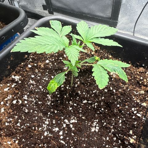 Mephisto Genetics - CBDank (Plant 2) growlog timeline photo
