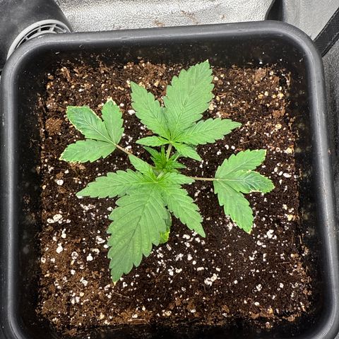 Mephisto Genetics - CBDank (Plant 2) growlog timeline photo
