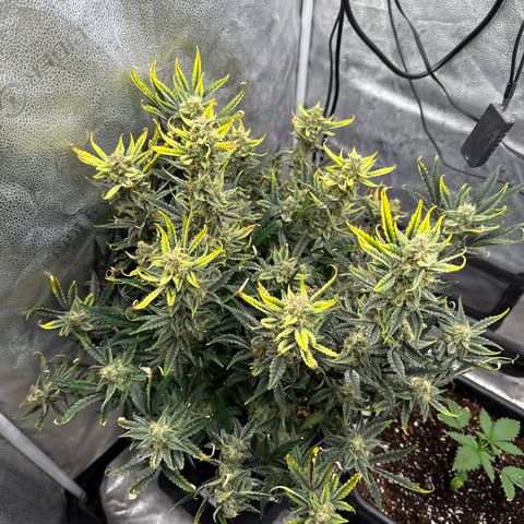 Strawberry Milk and Qookies Remix (Plant 1) growlog timeline photo