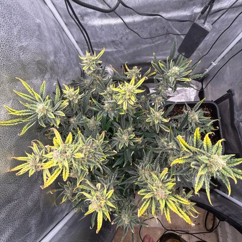 Strawberry Milk and Qookies Remix (Plant 1) growlog timeline photo