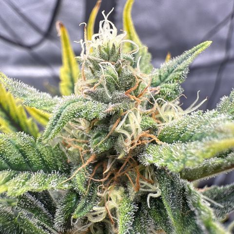 Strawberry Milk and Qookies Remix (Plant 1) growlog timeline photo