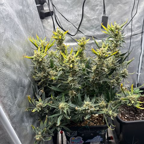 Strawberry Milk and Qookies Remix (Plant 1) growlog timeline photo